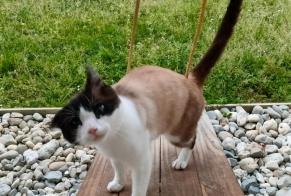 Discovery alert Cat Male Dax France