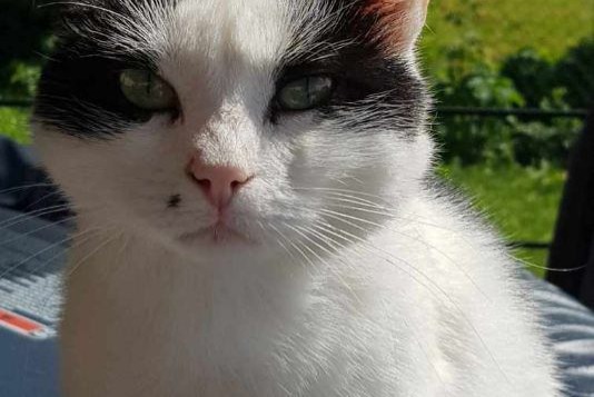 Disappearance alert Cat  Female , 3 years Château-Thierry France