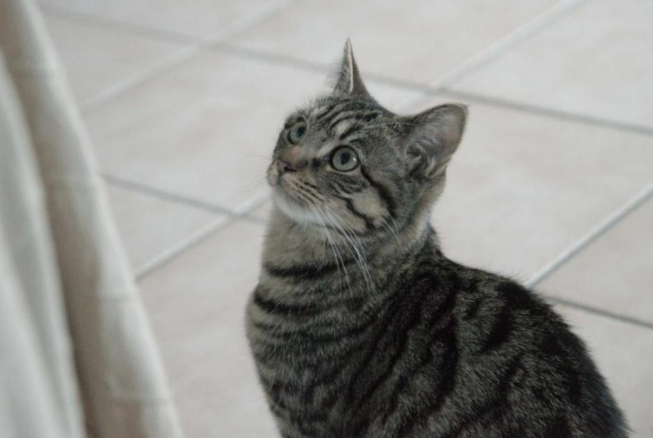 Disappearance alert Cat miscegenation Female , 1 years Vendôme France