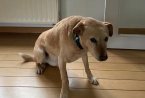 Discovery alert Dog miscegenation Female Wavre Belgium