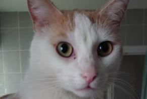 Disappearance alert Cat Male , 3 years Lille France