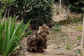 Discovery alert Cat Male Romorantin-Lanthenay France