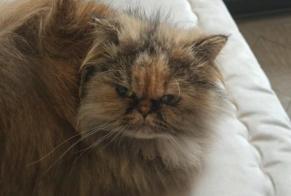 Disappearance alert Cat  Female , 3 years Arras France