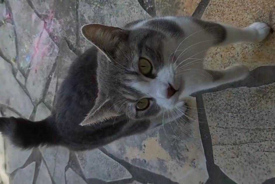 Discovery alert Cat Female Morlaas France