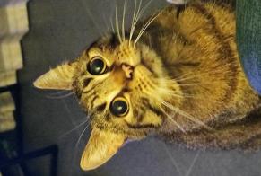 Disappearance alert Cat Female , 14 years Turnhout Belgium