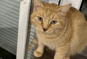Disappearance alert Cat  Male , 4 years Auderghem Belgium