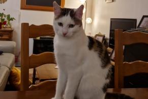 Disappearance alert Cat  Male , 1 years Bussy-Saint-Georges France