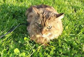 Disappearance alert Cat  Female , 5 years Genève Switzerland