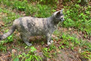 Disappearance alert Cat Female , 4 years L'Abergement Switzerland