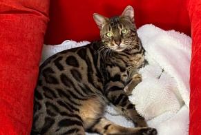 Disappearance alert Cat  Female , 5 years Corminboeuf Switzerland