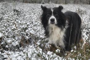 Disappearance alert Dog  Male , 0 years Gourdon France