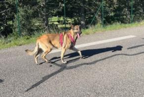 Discovery alert Dog  Female Saumane-de-Vaucluse France