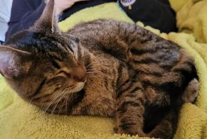 Discovery alert Cat miscegenation Female Vuadens Switzerland