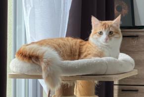 Disappearance alert Cat Male , 1 years Toulouse France