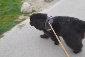 Discovery alert Dog  Male Saint-Laurent-Blangy France
