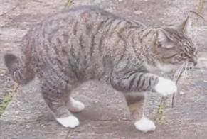 Disappearance alert Cat Female , 11 years Audincourt France
