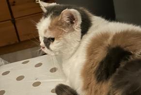 Disappearance alert Cat miscegenation Female , 17 years Chamalières France