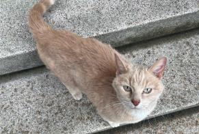 Discovery alert Cat Unknown , 1 year Yverdon-les-Bains Switzerland