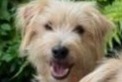 Disappearance alert Dog miscegenation Male , 2 years Fléac France
