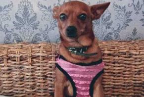 Disappearance alert Dog  Female , 5 years Miré France