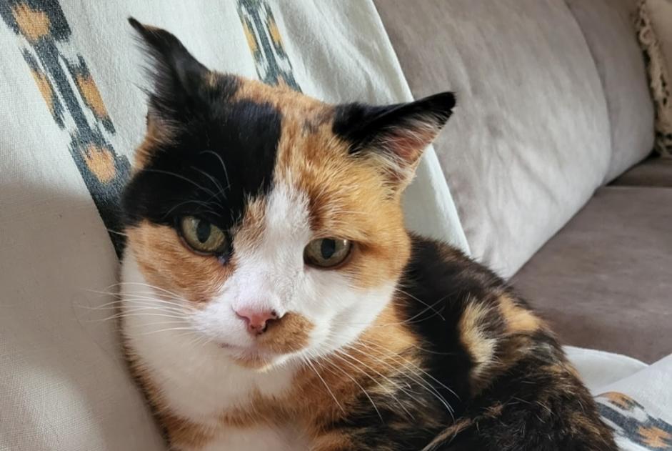 Disappearance alert Cat Female , 15 years Villeneuve Switzerland