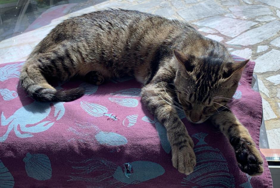 Disappearance alert Cat miscegenation Female , 1 years Brionne France