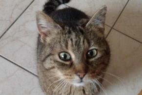Discovery alert Cat Male , 8 years Dour Belgium