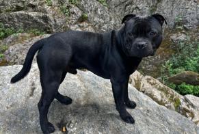 Disappearance alert Dog  Male , 2 years Champagne-sur-Seine France