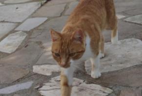 Disappearance alert Cat Female , 3 years Givry France