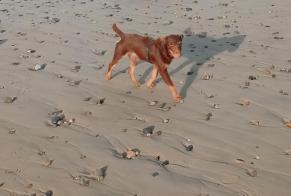 Disappearance alert Dog  Male , 7 years Artannes-sur-Indre France