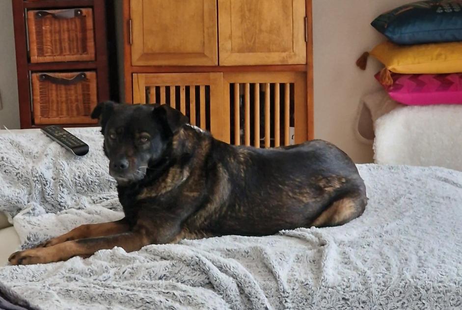 Disappearance alert Dog miscegenation Female , 7 years Domène France