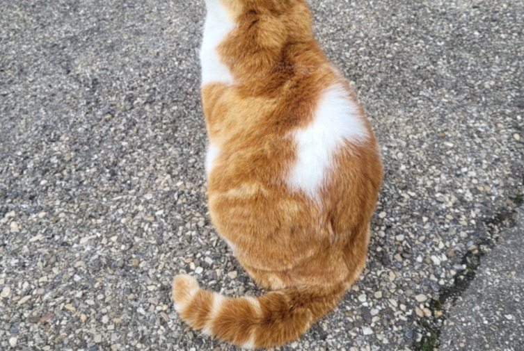 Discovery alert Cat Male , 6 years Saint-Priest France