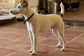 Discovery alert Dog  Male Monsempron-Libos France