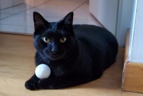 Disappearance alert Cat Female , 3 years Chamalières France