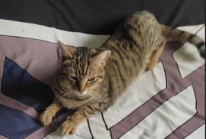 Disappearance alert Cat  Female , 2 years Bourdeaux France
