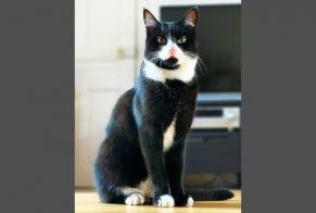 Disappearance alert Cat Male , 3 years Lyon France
