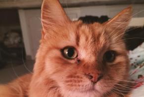 Disappearance alert Cat Male , 12 years Valeyres-sous-Montagny Switzerland