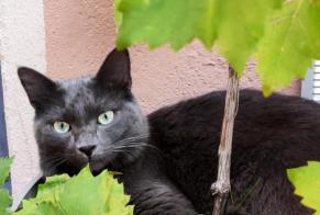 Disappearance alert Cat Male , 2 years Villeurbanne France