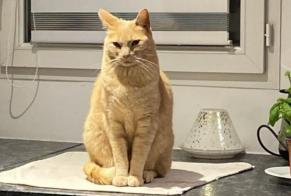 Disappearance alert Cat miscegenation Male , 9 years Triac-Lautrait France