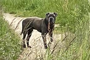 Discovery alert Dog  Male Biard France
