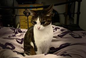 Disappearance alert Cat miscegenation Female , 3 years Noth France
