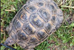 Discovery alert Tortoise Unknown Ayent Switzerland