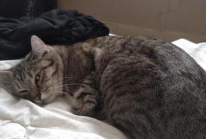 Disappearance alert Cat Female , 3 years Cabourg France