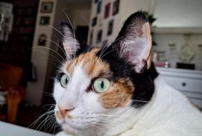 Disappearance alert Cat Female , 3 years Montigny-lès-Cormeilles France
