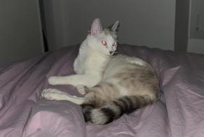 Disappearance alert Cat miscegenation Female , 2 years Le Touquet-Paris-Plage France