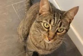 Disappearance alert Cat Female , 4 years Draguignan France
