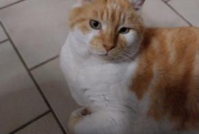 Disappearance alert Cat  Male , 9 years Châtillon-Coligny France