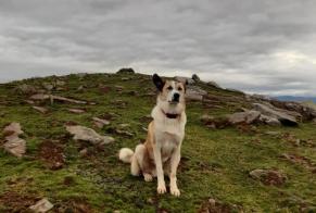 Disappearance alert Dog miscegenation Male , 2024 years Saint-Étienne-de-Baïgorry France