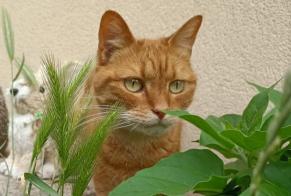 Disappearance alert Cat miscegenation Female , 9 years Argenteuil France