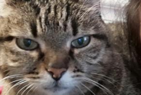 Disappearance alert Cat Female , 15 years Tours France